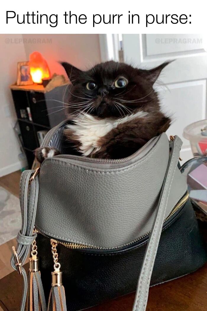 Funny-Kitty-Litterposting-Pictures