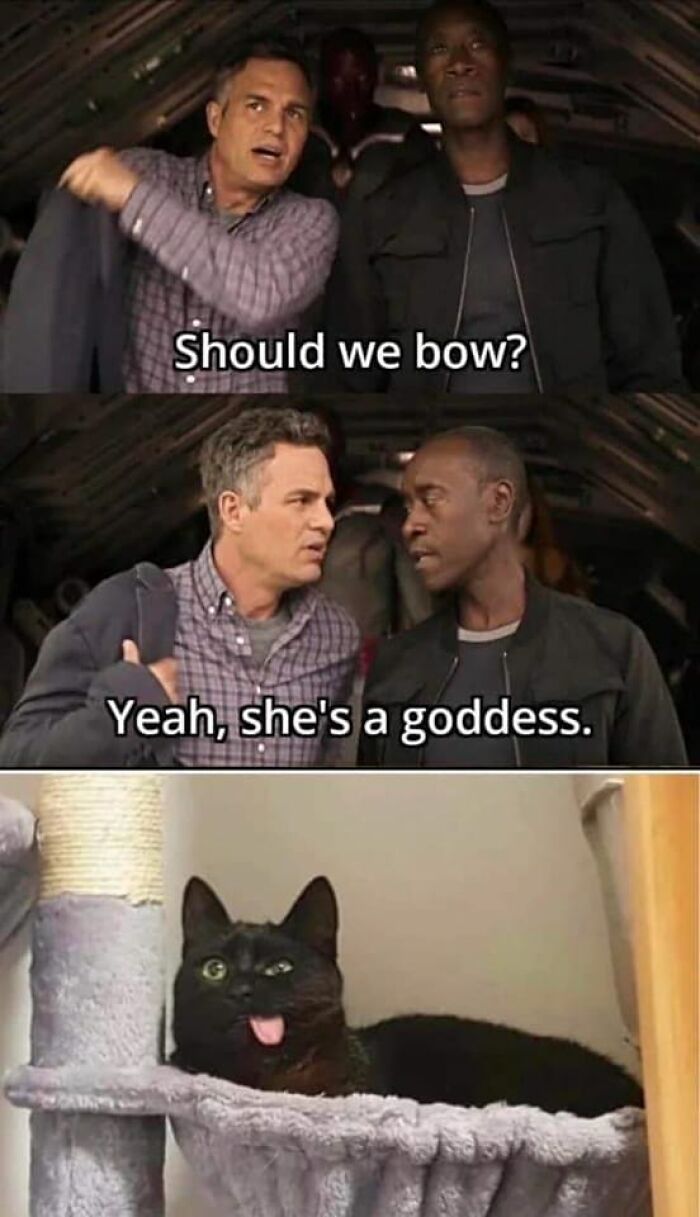 Funny-Kitty-Litterposting-Pictures