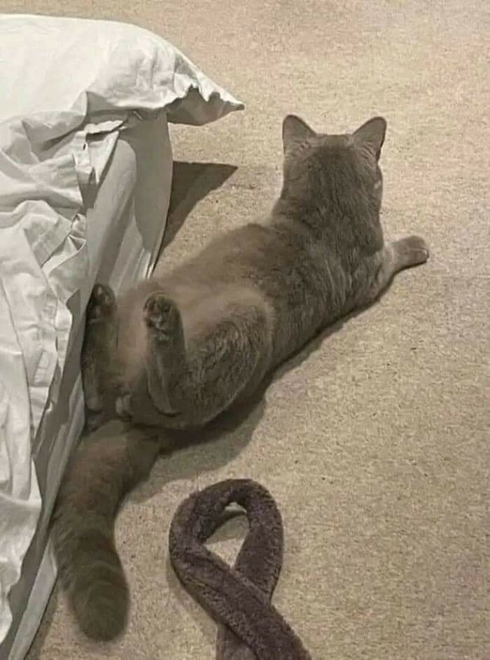 Funny-Kitty-Litterposting-Pictures