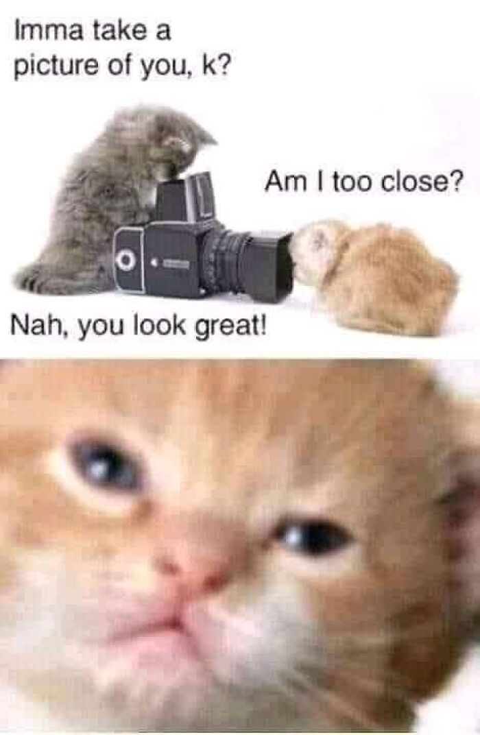 Funny-Kitty-Litterposting-Pictures