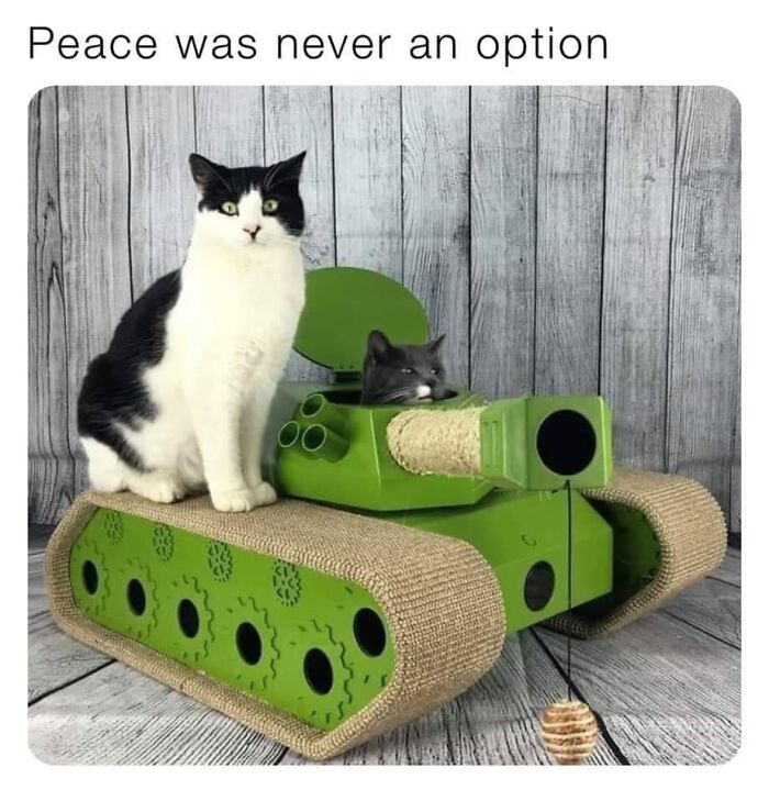 Funny-Kitty-Litterposting-Pictures