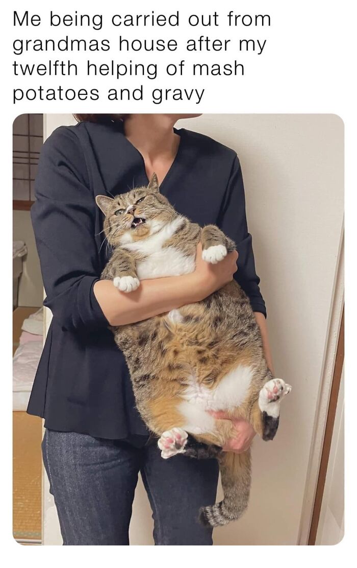 Funny-Kitty-Litterposting-Pictures