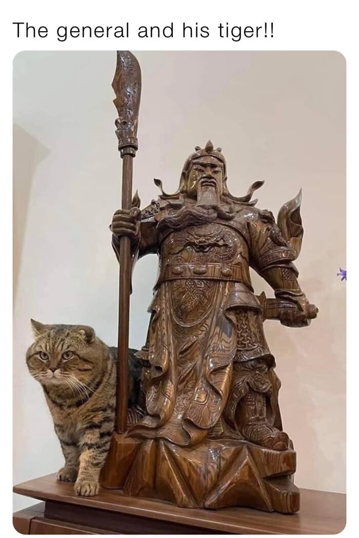 Funny-Kitty-Litterposting-Pictures