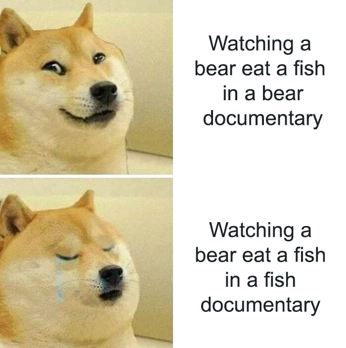 Shiba Inu meme contrasting reactions to education-themed bear documentaries.