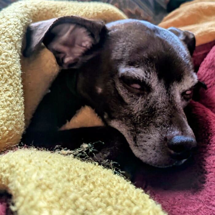 Sometimes When He's Dreaming Really Hard His Eyelids Open A Tiny Bit And He Looks Like A Demon Dog