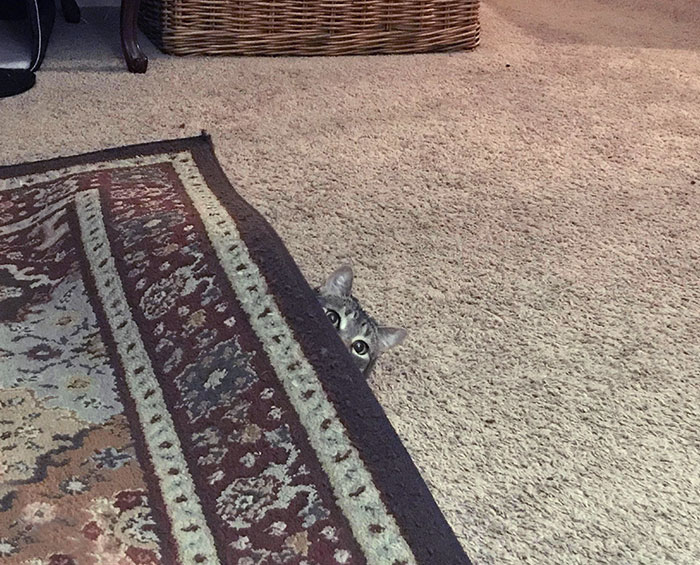 I Looked Down And Saw Her Staring At Me From Under The Rug. It Scared Me Until I Realized It Was Her