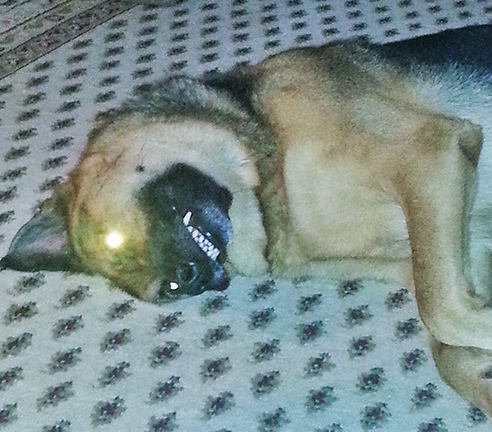 My Dog Holds This Look For About 5 Minutes If You Don't Rub His Belly