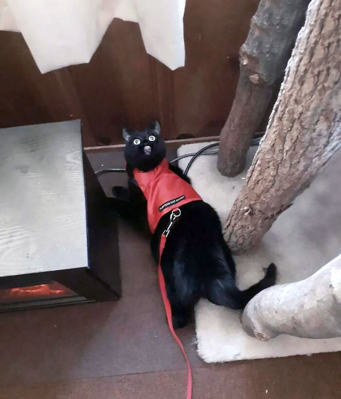 I Think My Mom's Cat Might Need An Exorcism