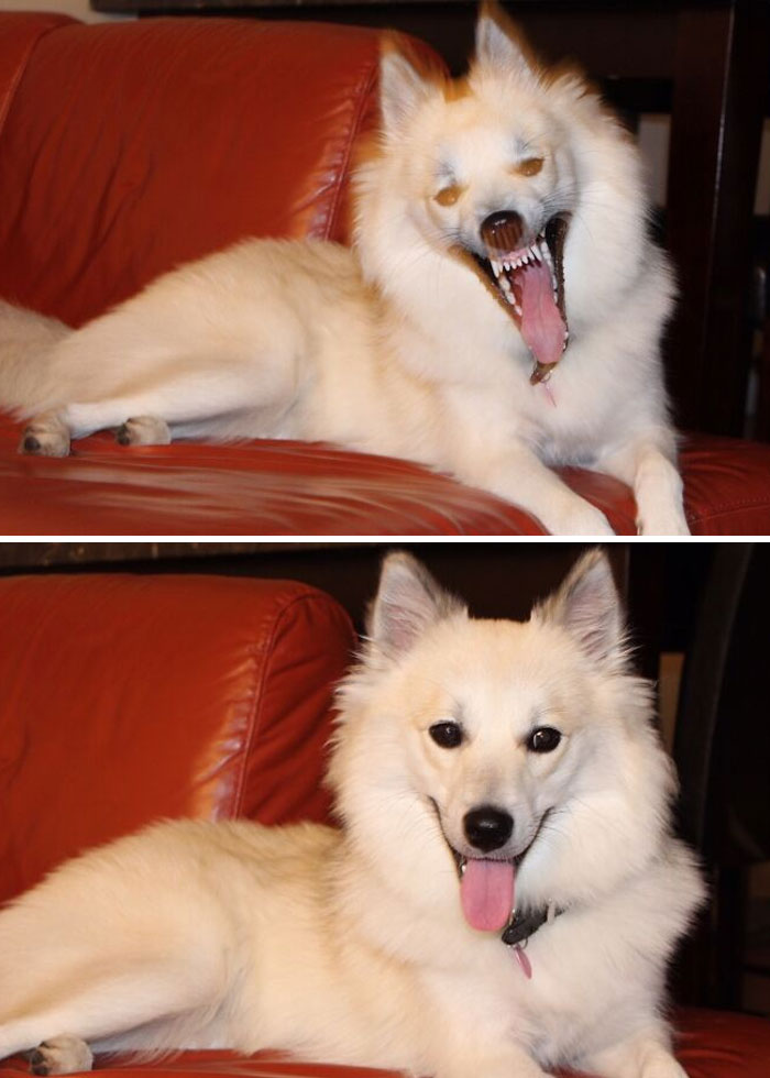 Took A Picture Of A My Dog Yawning With The Flash On