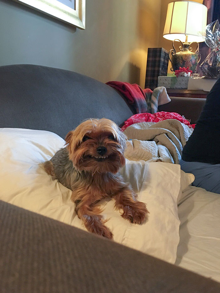 Every Year On Christmas My Sister's Dog Greets Me With This Cute/Terrifying Grin