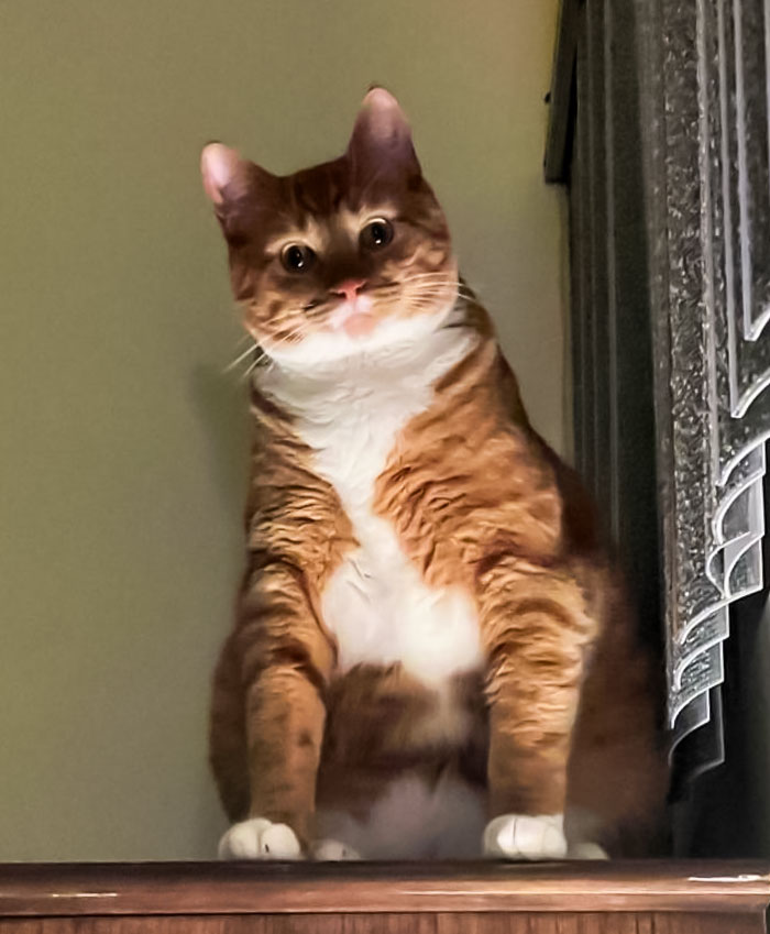 Oh You Think You’re A Spooky Cat