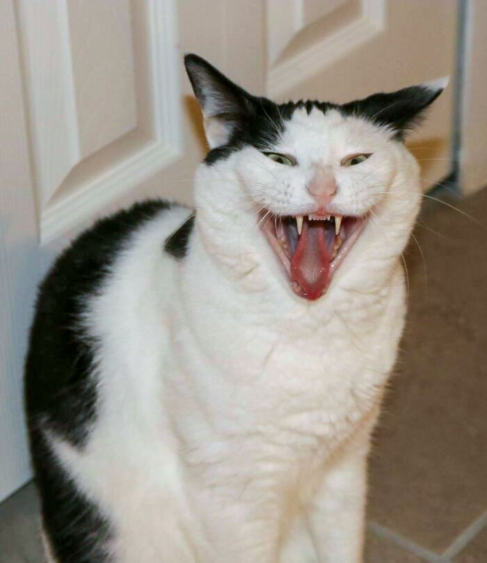 My Cat Has Adorably Frightening Yawns