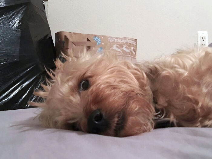 Tried To Take A Picture Of My Dog While He Was Sleeping. He Woke Up