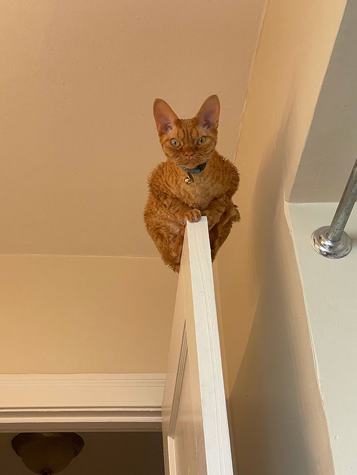 This Is Gar. Gar Likes To Aggressively Watch Me Pee