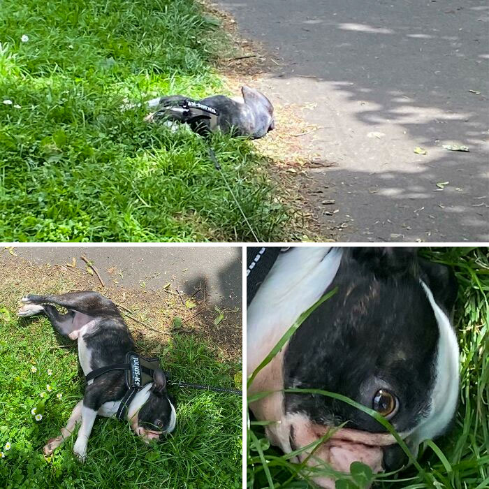 This Is Stanley, Instead Of Telling Me He Needs To Wee He Plays Deceased For Attention And Then Gets Up Once I Walk Back Over