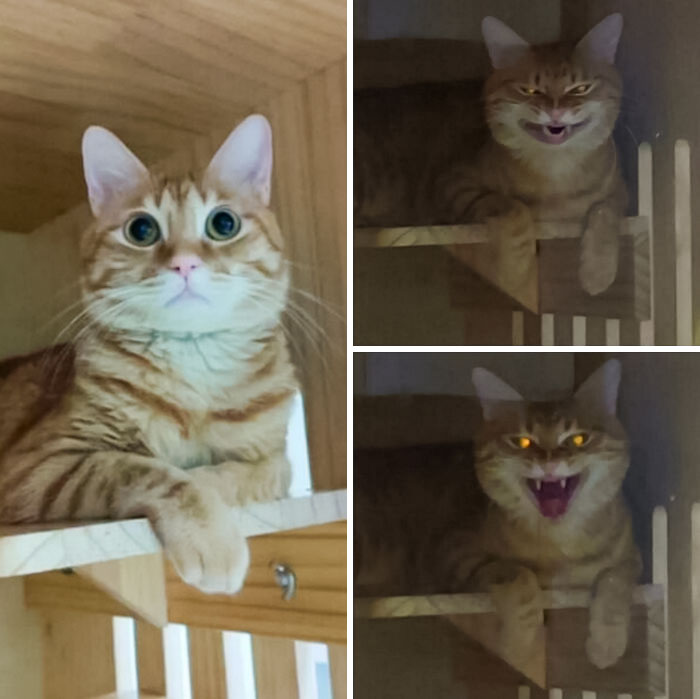 Switch From Cute To Evil