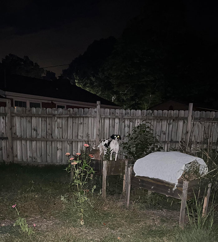 My Foster Has A New Habit Of Climbing Things… Especially In The Dark In Hopes Of Giving Me A Heart Attack