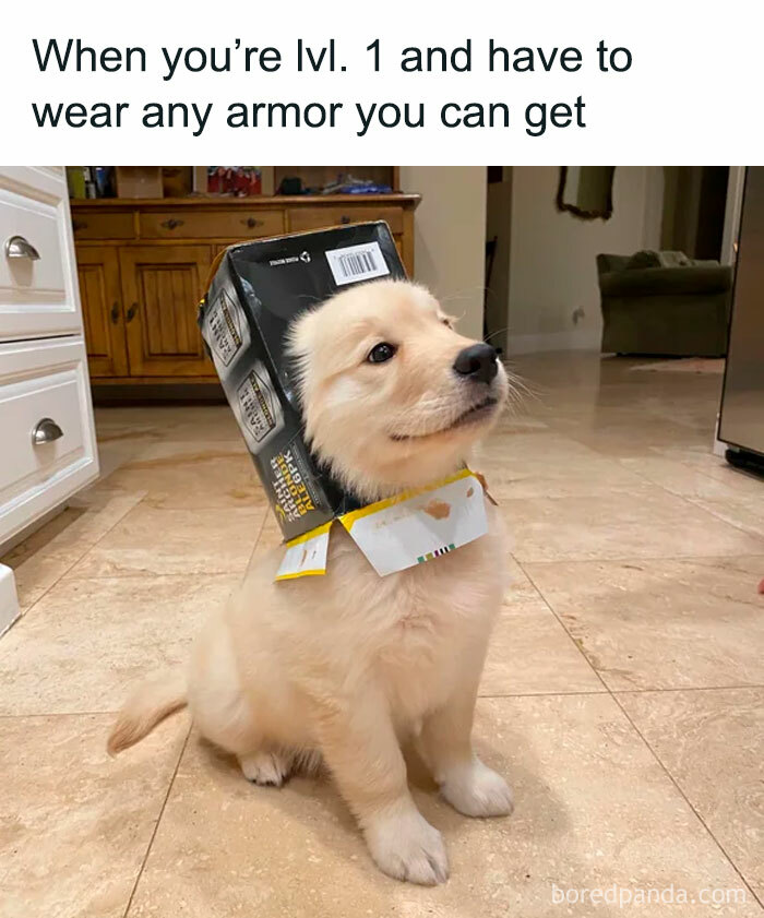 Cute puppy with a snack box on its head, resembling gaming meme armor, sitting on a tiled floor.