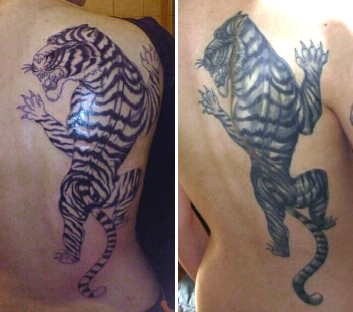 Tiger tattoo comparison on a person's back illustrating permanent tattoo mistakes.