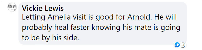 Goose Taps On The Door Of Wildlife Clinic, Demands To See Mate, Stays Through The Surgery