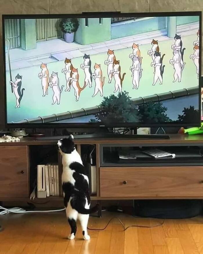 Cat watching Studio Ghibli meme on TV with animated cats walking on screen.