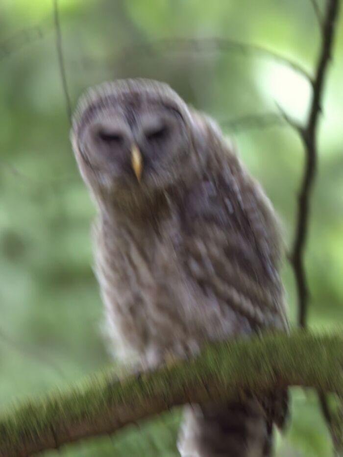 A Beautiful Barred Owl, Or Something Like That