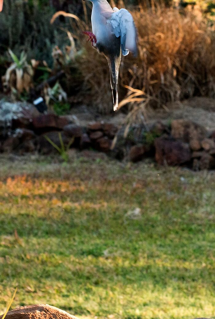 "Don't Have The Bird In The Middle Of The Photo," The Experts Say." "Try To Include Some Of Its Environment." "Capture It 'Doing Something' Other Than Just Sitting On A Perch." Nailed All Three!