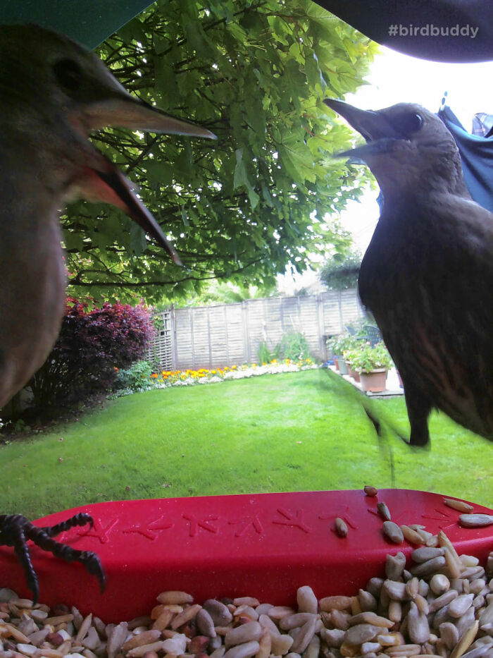 Fighting Over The Breakfast Table
