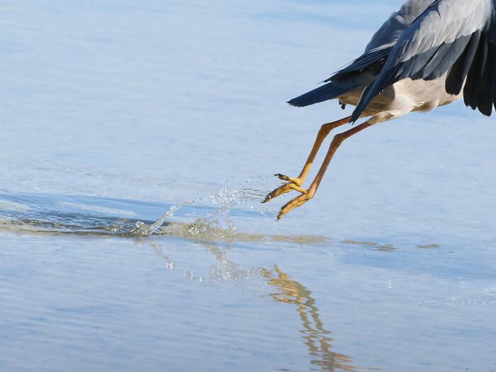 And, The Legs Have It