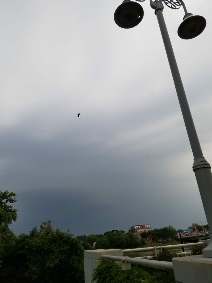 Such A Rare Sight For Me. Only The Second One I've Ever Seen! Behold The Bald Eagle