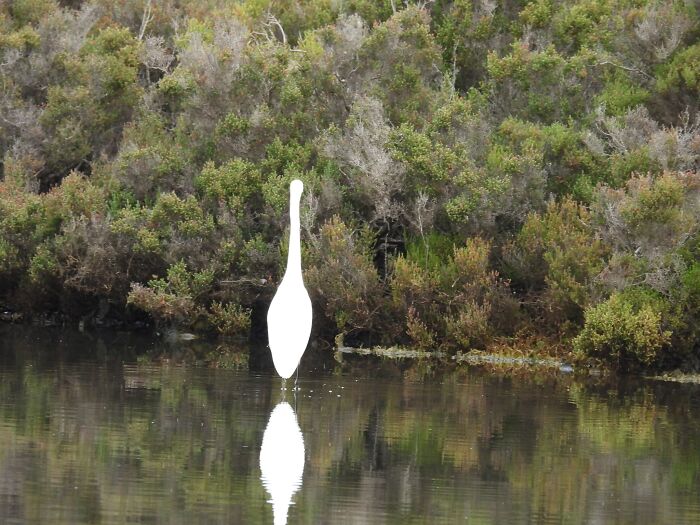 Has Anyone Lost A Bowling Pin? Perhaps A Juggler Somewhere?