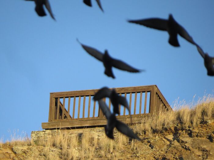 I Had To Take A Photo Of This New Platform You Only Had To Do One Thing! One Thing. Keep The Birds Away