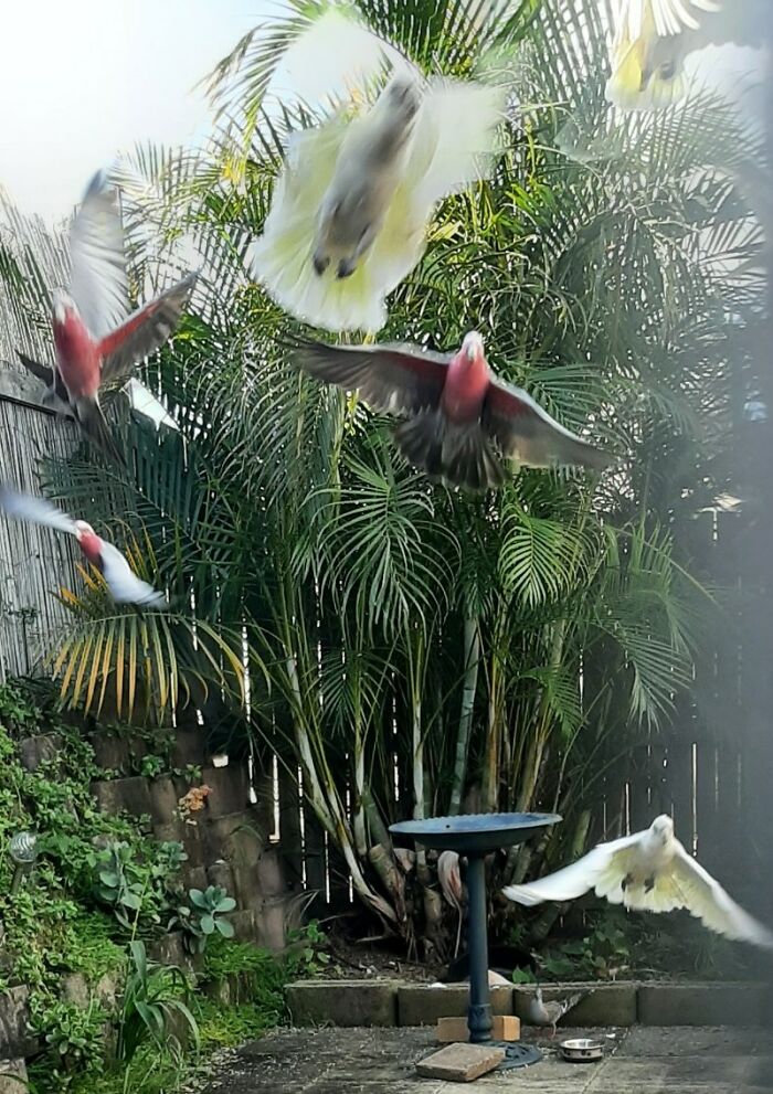 They Will Eat My Food, But Wont Pose For A Family Photo