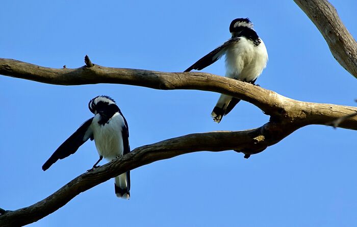 Officer, He Went That A Way!!!