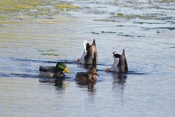 "Hey Martha, Ya' Wanna Go Get Something To Eat?" "No Thanks. I Just Lost My Appetite."
