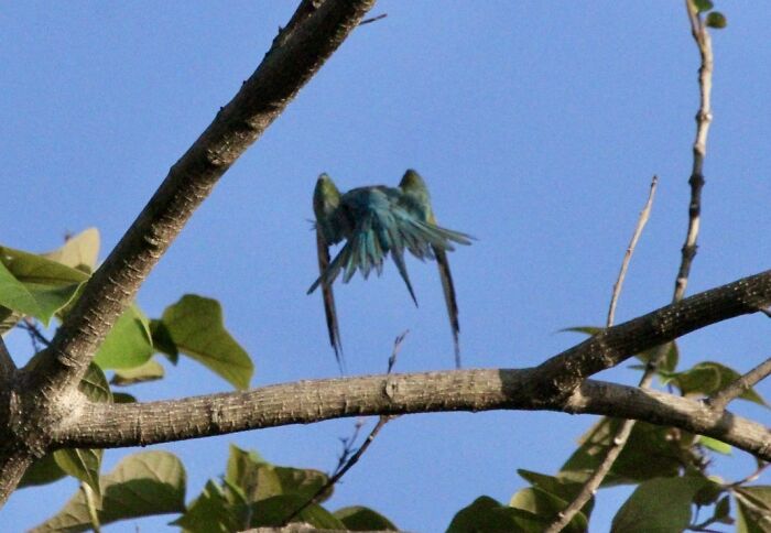 "Mom, Jimmy's Trying The 'Land On Your Tippy-Wing Tik-Tok Challenge' Again..."
