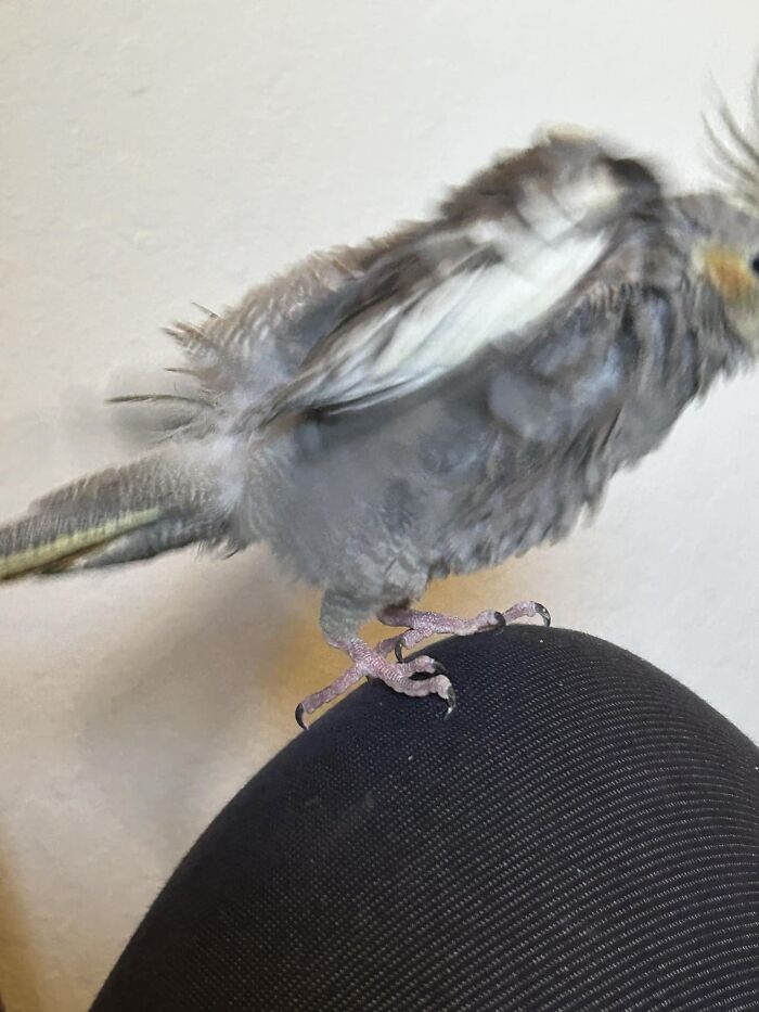 Enjoy This Malfunctioning Cockatiel That I Am Birdsitting