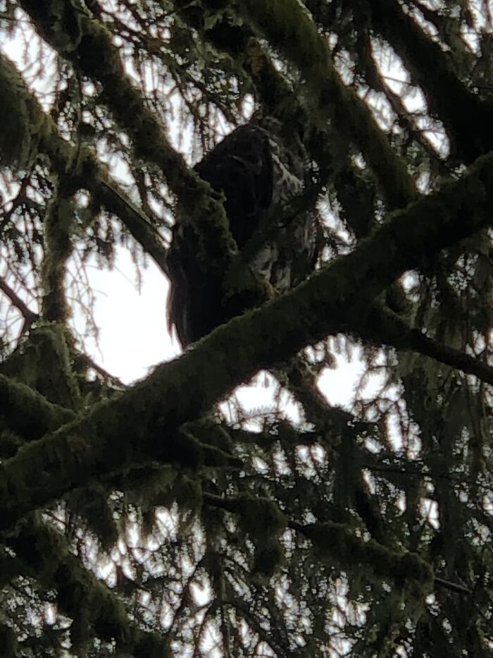 My First Post! Juvenile Bald Eagle, Ketchikan