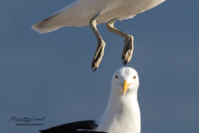 A Glitch In The Blurdisphere Left Me Confused, But It Will Make Complete Sense In This Group