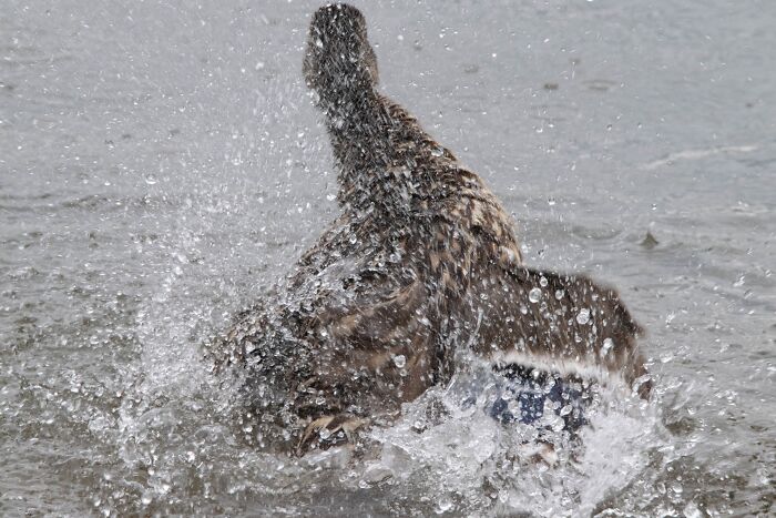 Just A Bird Taking A Bath