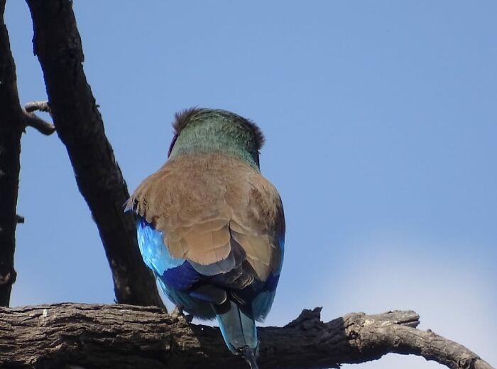 "Yoo Hoo! I Say! Hello! Please Look This Way...." To No Avail