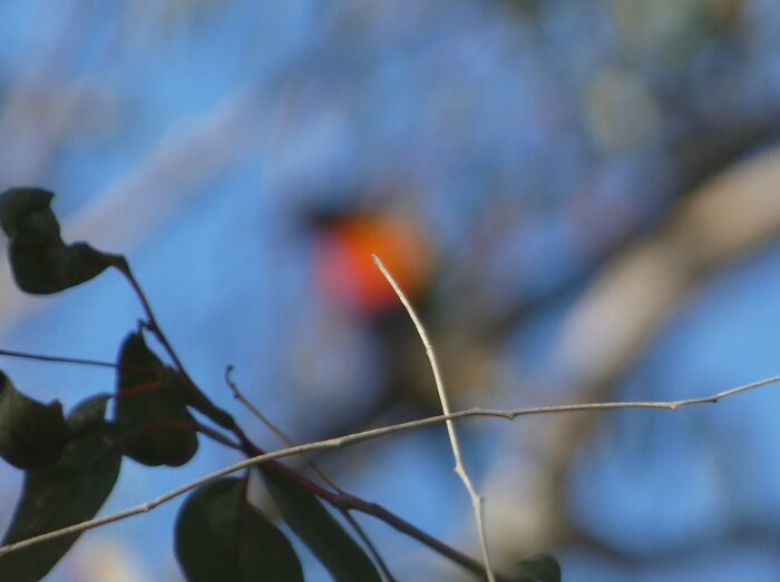 Lovely Photo Of A Twig, Not Quite What I Wanted, Thanks Camera