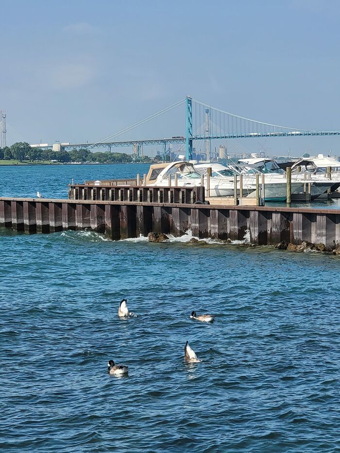 Excited To Share My First Photo In The Group. The Giant Canadian Chickens Were Looking Pretty In The Morning Sunlight And I Managed To Capture Their Bird Buttholes