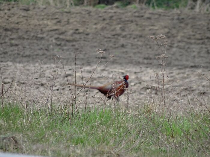 Well At Least You Can Still Tell What Kind Of Bird It Is