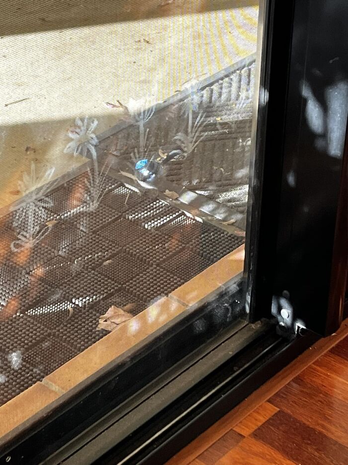 Superb Blue Fairy Wren In All Of His Magnificence…. Pity I’m Crap…