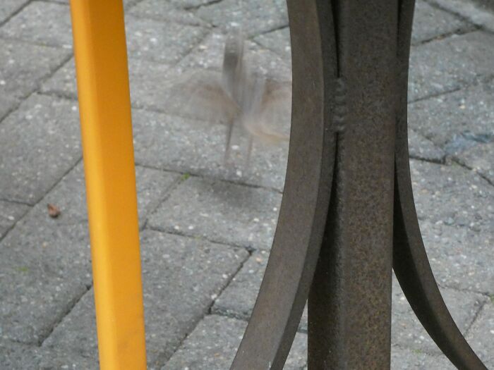 What A Perfect Photo Of The Table Leg, Id On The Bird Please, Good People