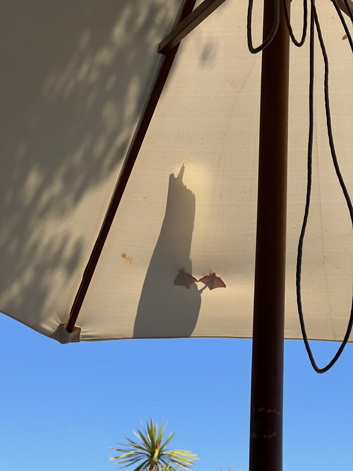 The Lesser Spotted Parasol Gull