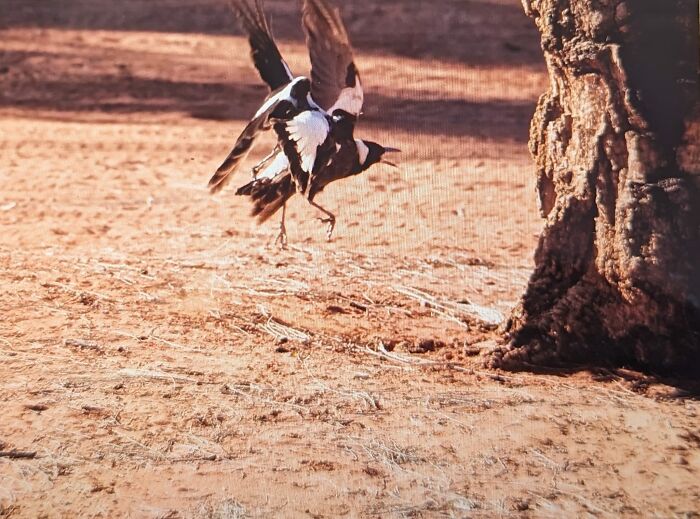 It's Got 2 Legs, One Head But There's Just Something Strange About This Bird