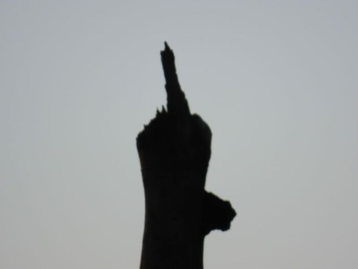 There Was A Black Shouldered Kite I Swear. Feels Like The Universe Is Putting A Message Out There