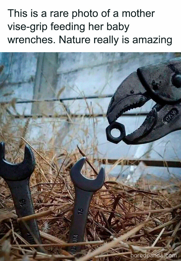 Humorous science image of vise-grip tool feeding baby wrenches in a nature-inspired setting for science humor jokes.